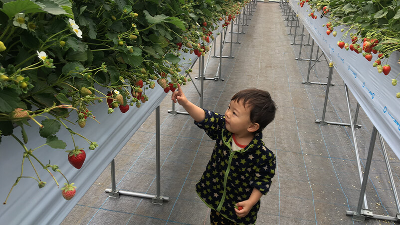 なるベリーファーム 相模原市のいちご狩りに行ってきました ココさがみ