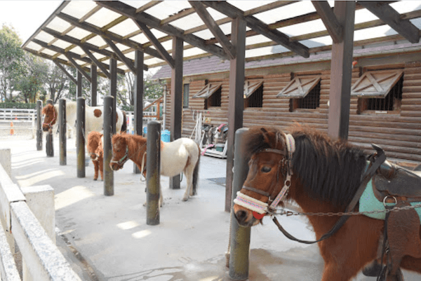 相模原麻溝公園内にいるポニーの写真です。