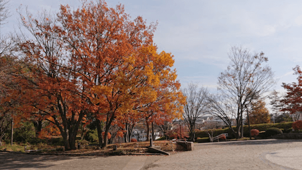 相模原市内にある横山公園の写真です。