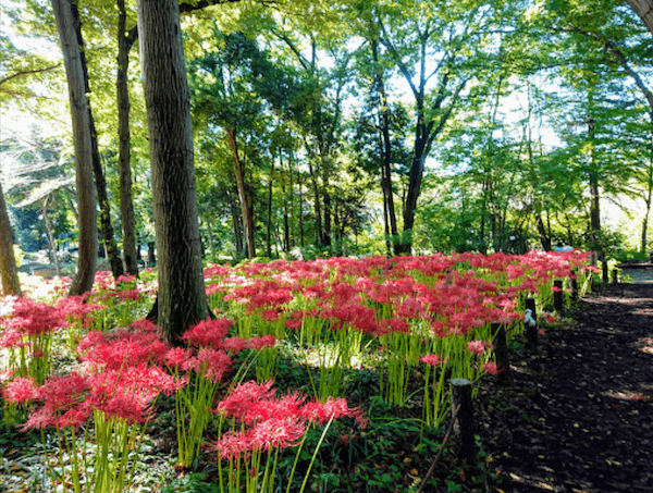 相模北公園の園内写真です。